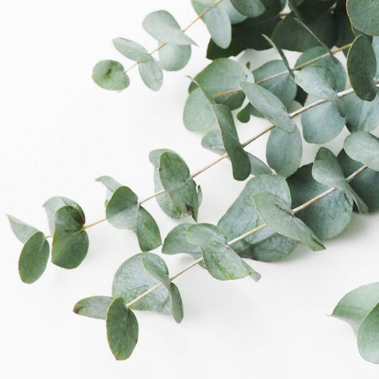 Eucalyptus olie 10 ml