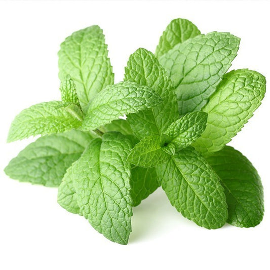 Pepermunt olie 10 ml