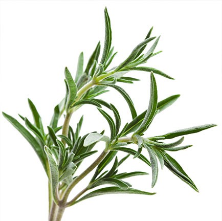 Rozemarijn olie 10 ml